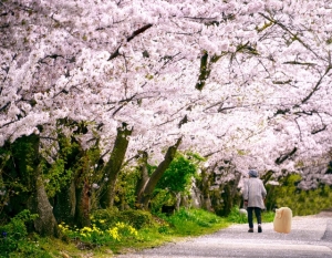 こまりちゃんと桜の花見